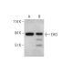 EHD2 Antibody (G-3) - Western Blotting - Image 348596