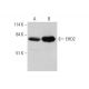 EHD2 Antibody (G-3) - Western Blotting - Image 351685 