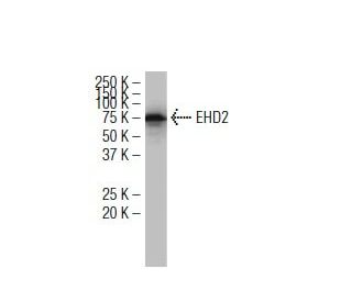 EHD2 Antibody (L-05) - Western Blotting - Image 34096 