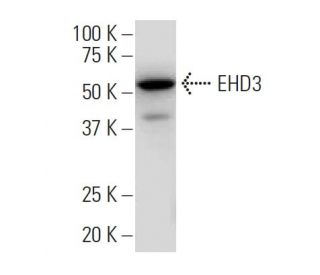 EHD3 Antibody (RR-L) - Western Blotting - Image 34095 