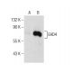EHD4 Antibody (E-2) - Western Blotting - Image 155303