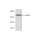 EHD4 Antibody (E-2) - Western Blotting - Image 298644 