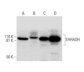 EHHADH Antibody (D-2) - Western Blotting - Image 292105 