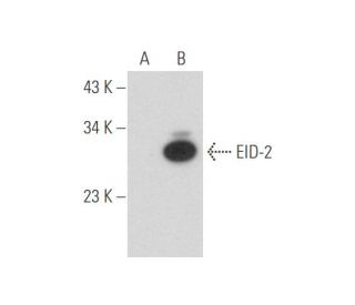 EID-2 Antibody (C-8) - Western Blotting - Image 333484 