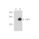 EID-2 Antibody (C-8) - Western Blotting - Image 333484 