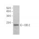 EID-2 Antibody (C-8) - Western Blotting - Image 379008