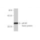 eIF1AY Antibody (1B4) - Western Blotting - Image 348987
