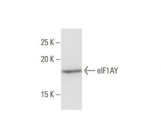 eIF1AY Antibody (1B4) - Western Blotting - Image 352170 