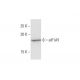 eIF1AY Antibody (1B4) - Western Blotting - Image 352170 