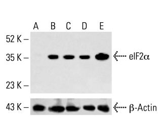 eIF2α Antibody (D-3) - Western Blotting - Image 412811