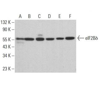 eIF2B&delta; Antibody (P-6) - Western Blotting - Image 383118 