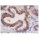 eIF2Bα Antibody (C-11) - Immunohistochemistry - Image 284929 