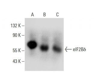 eIF2B&delta; Antibody (D-1) - Western Blotting - Image 132738 