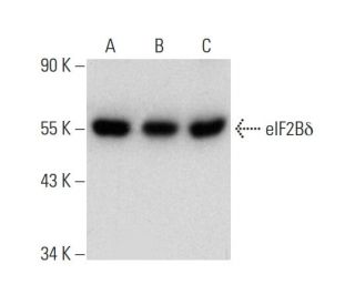 eIF2B&delta; Antibody (H-4) - Western Blotting - Image 136984 