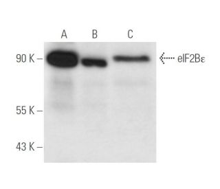 eIF2B&epsilon; Antibody (B-7) - Western Blotting - Image 14550 