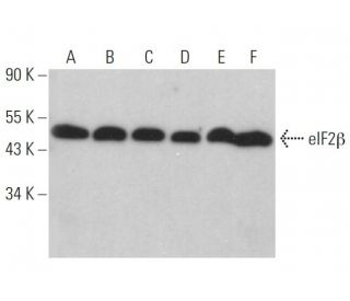 eIF2&beta; Antibody (C-1) - Western Blotting - Image 359278 