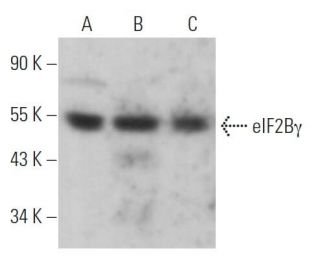 eIF2B&gamma; Antibody (C-11) - Western Blotting - Image 366539 