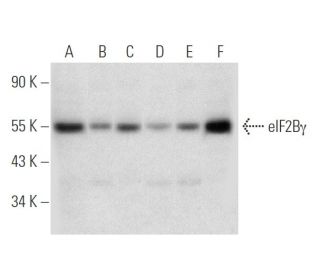 eIF2B&gamma; Antibody (F-7) - Western Blotting - Image 316269 