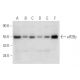 eIF2Bγ Antibody (F-7) - Western Blotting - Image 316269 