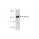 eIF2Bγ Antibody (F-7) - Western Blotting - Image 316270