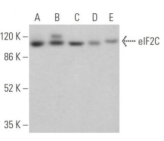 eIF2C Antibody (B-3) - Western Blotting - Image 379540 