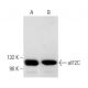eIF2C2 Antibody (4F9) - Western Blotting - Image 14964