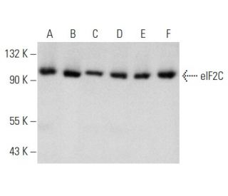 western blotting image from recommended eIF2C (B-3) monoclonal antibody replacement. Image 354325