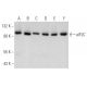 western blotting image from recommended eIF2C (B-3) monoclonal antibody replacement. Image 354325