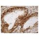 eIF2C4 Antibody (E-7) - Immunohistochemistry - Image 158606 