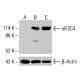 eIF2C4 Antibody (E-7) - Western Blotting - Image 414535
