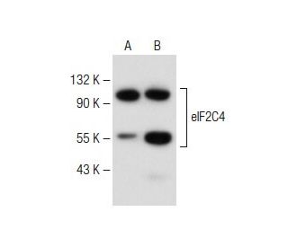 eIF2C4 Antibody (E-7) - Western Blotting - Image 149522Each CRISPR/Cas9 Knockout (KO) Plasmid product consists of a pool of 3 plasmids designed to ensure identification and cleavage of a specific gene for maximum knockout efficiency. Each plasmid encodes a unique 20 nt sequence derived from the GeCKO (v2) library. 
