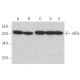 eIF3ε Antibody (C-10) - Western Blotting - Image 371501 
