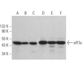 eIF3&epsilon; Antibody (G-7) - Western Blotting - Image 371503 