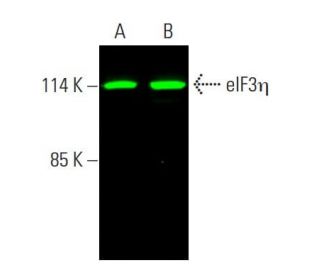 eIF3&eta; Antibody (C-5) - Western Blotting - Image 386988 