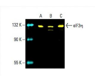 eIF3&eta; Antibody (C-5) - Western Blotting - Image 392745 
