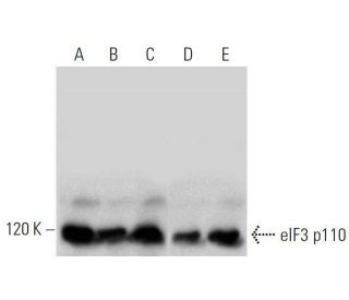 eIF3 p110 Antibody (B-6) - Western Blotting - Image 358563 