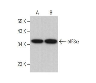 eIF3&alpha; Antibody (H-1) - Western Blotting - Image 376460 