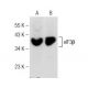eIF3β Antibody (A-12) - Western Blotting - Image 149197 