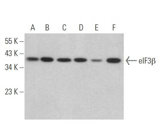 eIF3&beta; Antibody (A-12) - Western Blotting - Image 359287 