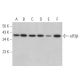 eIF3β Antibody (A-12) - Western Blotting - Image 359287 