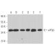 eIF3β Antibody (A-12) - Western Blotting - Image 364419