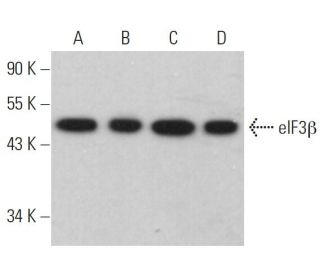 eIF3&beta; Antibody (A-8) - Western Blotting - Image 359297 