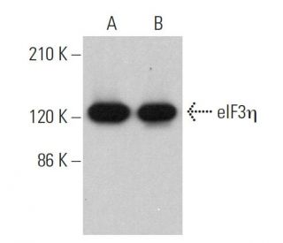 western blotting image from recommended eIF3&eta; (C-5) monoclonal antibody replacement. Image 359365