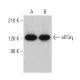 western blotting image from recommended eIF3η (C-5) monoclonal antibody replacement. Image 359365