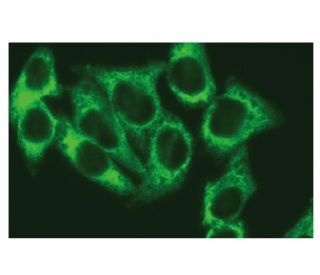 eIF3η抗体(C-5) | SCBT - Santa Cruz Biotechnology