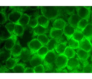 eIF3η Antibody (C-5) | SCBT - Santa Cruz Biotechnology