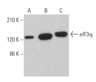eIF3η Antibody (C-5)