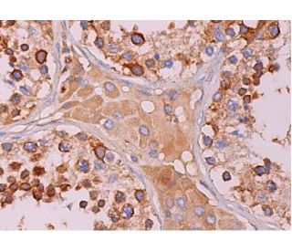 eIF3η Antibody (C-5) | SCBT - Santa Cruz Biotechnology