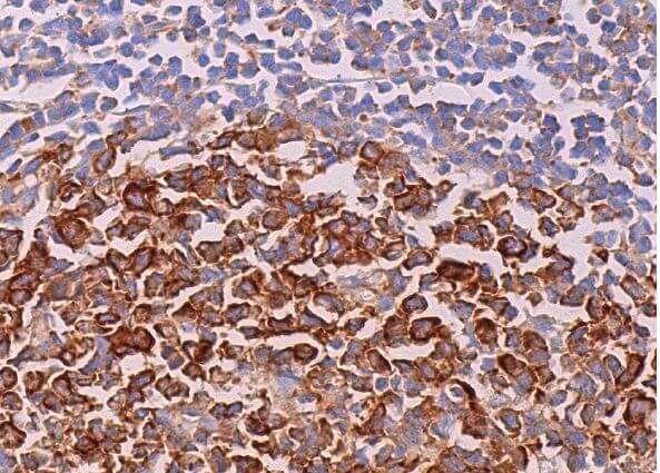 容音様 eIF3η Antibody (C-5) | SCBT - Santa Cruz Biotechnology