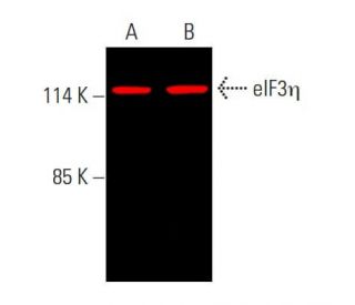 eif3eta-antibody-c-5-western-